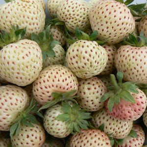May include: A collection of white strawberries, each with a creamy hue and small red seeds. The strawberries have green leaves and some have a delicate pink blush. The image is well-lit, highlighting the texture and details of the fruit. The strawberries are a unique variety.
