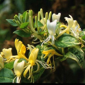 3x Lonicera japonica 'Cream Cascade' Plug Plants