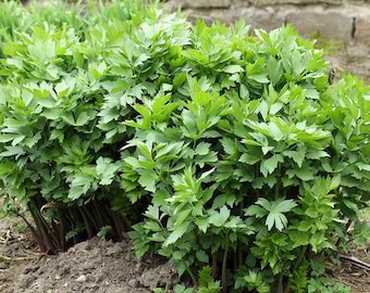 Lovage 5x Plug Plants