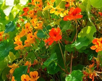 6x Nasturtium Tall Plug Plants