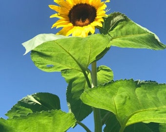 Sunflower Giant 5x Plug Plants