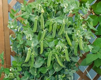 Pea 6x Plug Plants