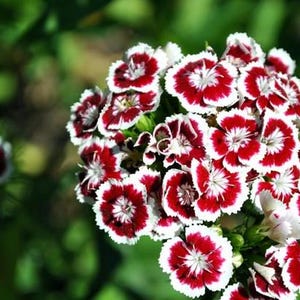 6x Dianthus barbatus 'Holborn Glory' (Sweet William) Plug Plants