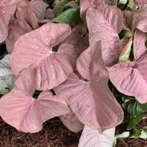 May include: A Syngonium podophyllum plant featuring numerous heart-shaped leaves in shades of soft pastel pink and light green. The foliage displays a distinct veined texture and is covered in small water droplets, creating a moist appearance.