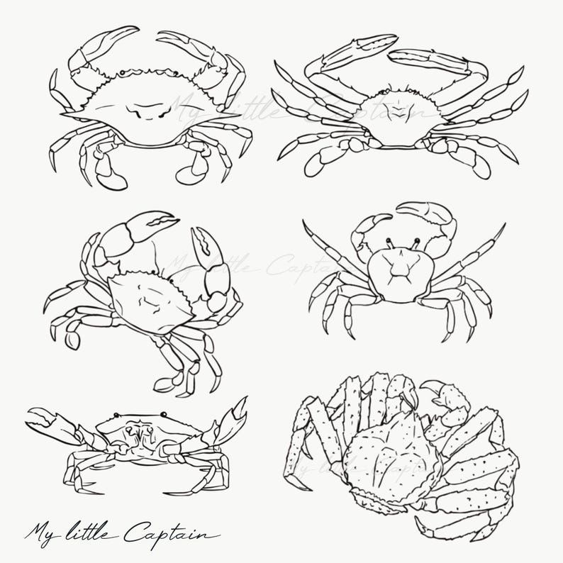 May include: A collection of six crab illustrations in black line art on a cream background. The crabs are depicted in various poses, with claws extended and bodies facing different directions. The text "My little Captain" is written in cursive at the bottom.