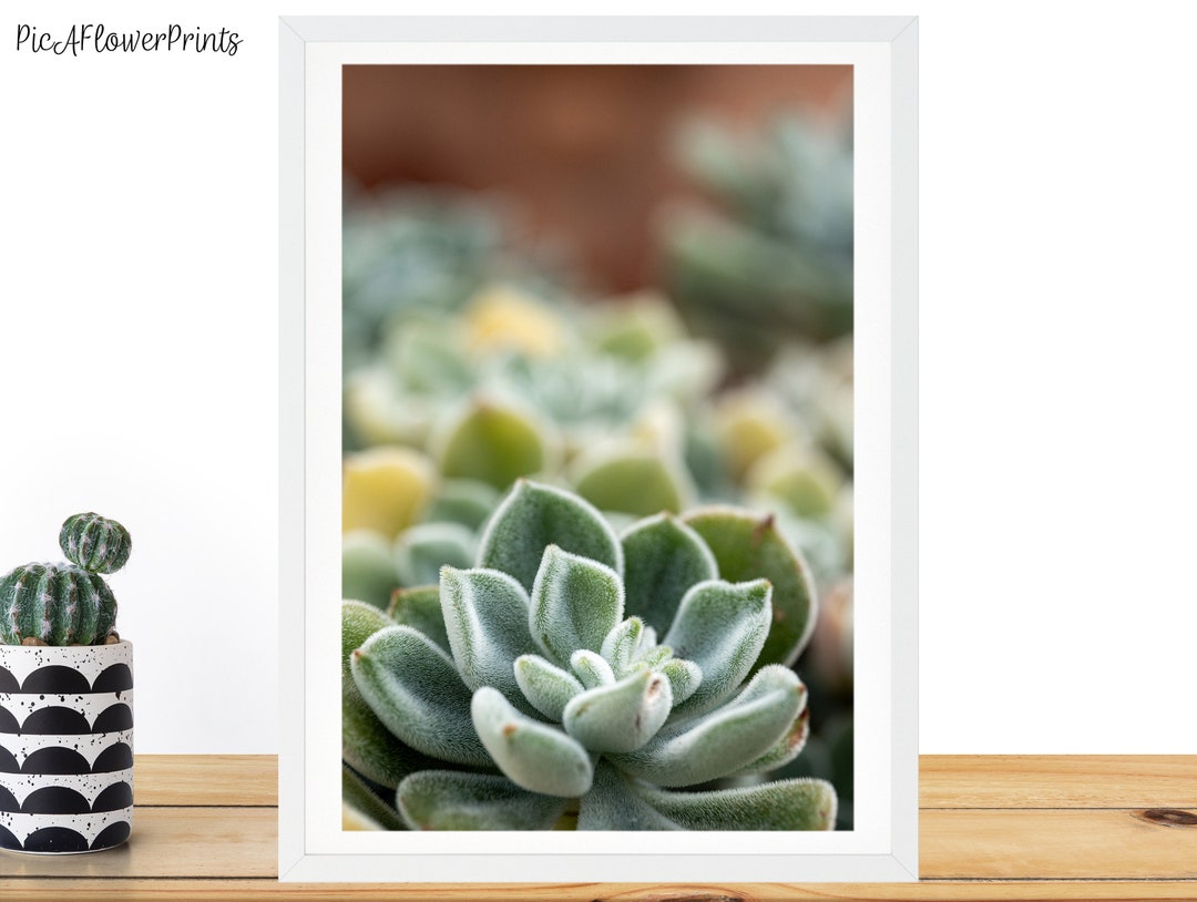 Succulent Print, Succulent Wall Art, Plant Print, Botanical Photo Print ...