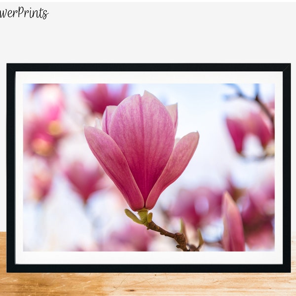 Magnolia Art Print, Spring Art Print, Magnolia Photography, Botanicals Print, Nature Print, Wall Decor, New York Spring Print, Pink Flower