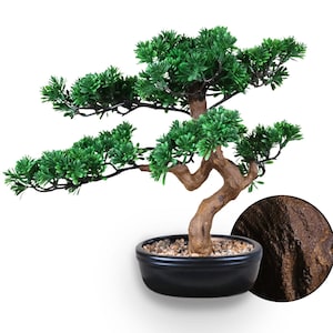 May include: A miniature bonsai tree with vibrant green foliage and a textured brown trunk. The tree is potted in a sleek black ceramic container filled with small pebbles. A close-up shows the bark's detailed texture.
