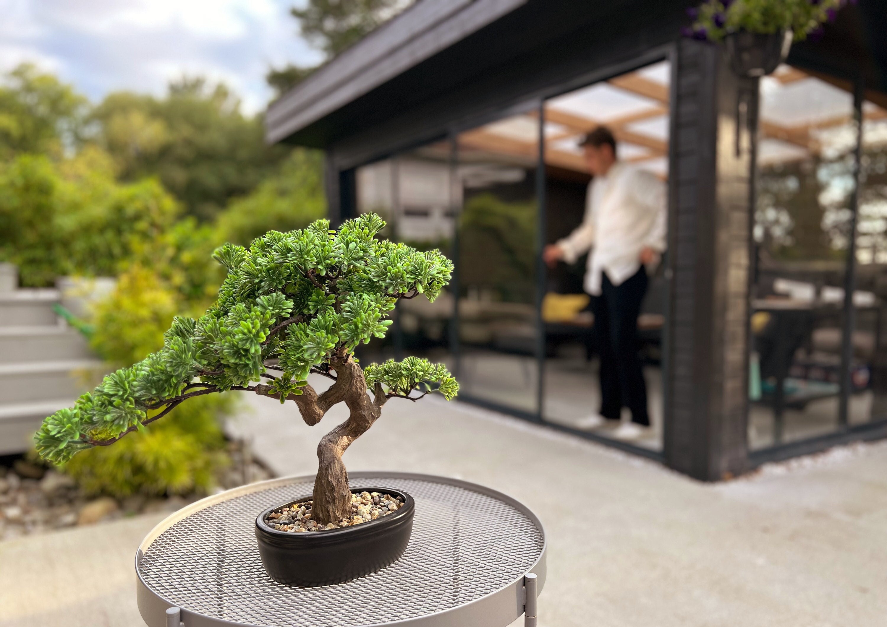 Bonsai display shelves new arrivals