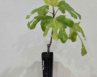 Toro Sentado fig plant in 3" x 8" pot.