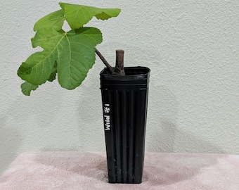 Wild #1 caprifig plant in 3" x 8" pot.