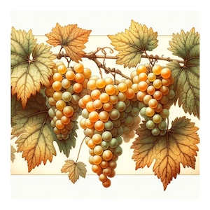 Vitis Vinifera 35 Samen - Chardonnay