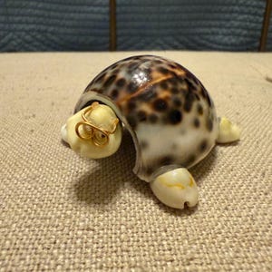 May include: A handcrafted turtle figurine made from a seashell. The shell is brown and white with dark spots. The turtle's head is a light yellow color, and it wears small gold-colored wire-rimmed glasses. The turtle has four small, yellow feet.