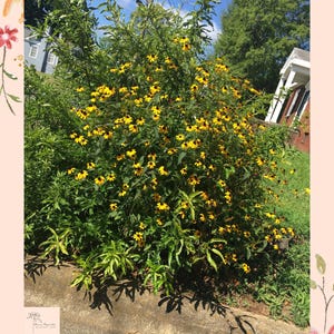 Yellow Floral Bush Digital Print