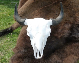 Bison Skull, Whitened