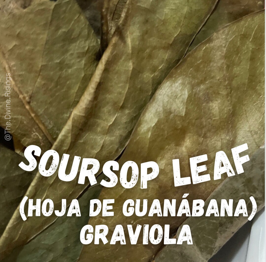 Dried Soursop Leaf, Hoja De Guanábana, Graviola Leaves, Dried Herbs ...