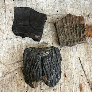 Fossil Turtle Shell Pieces (3)