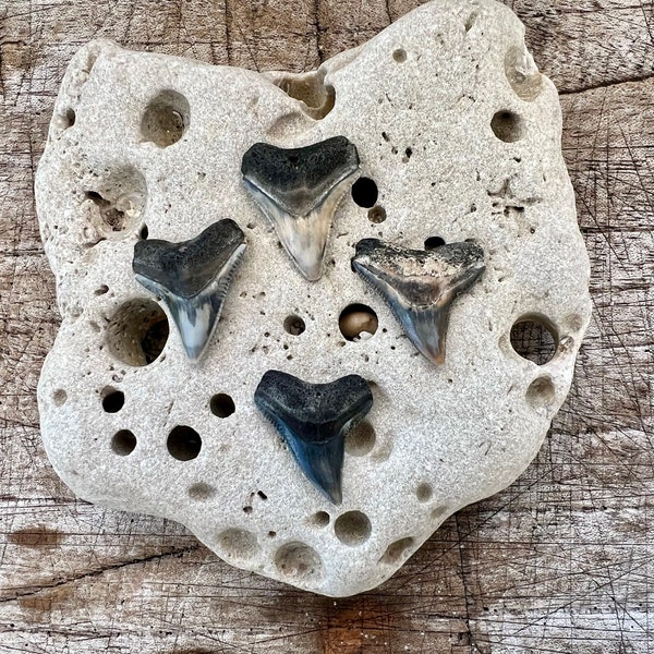 Fossil Bull Shark Teeth