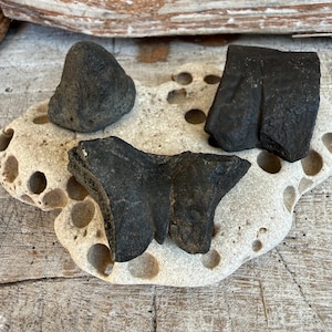 Pode incluir: Três fragmentos fossilizados escuros, texturizados e irregulares dispostos sobre uma base de pedra porosa cor de creme. A coleção inclui uma peça arredondada, um segmento retangular e um espécime fóssil central em forma de borboleta.