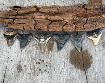 Bull Shark Teeth Singles , Juno Beach Shark Teeth