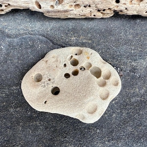 Florida Hag Stone