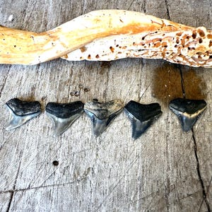 Denti di squalo di Juno Beach (5)