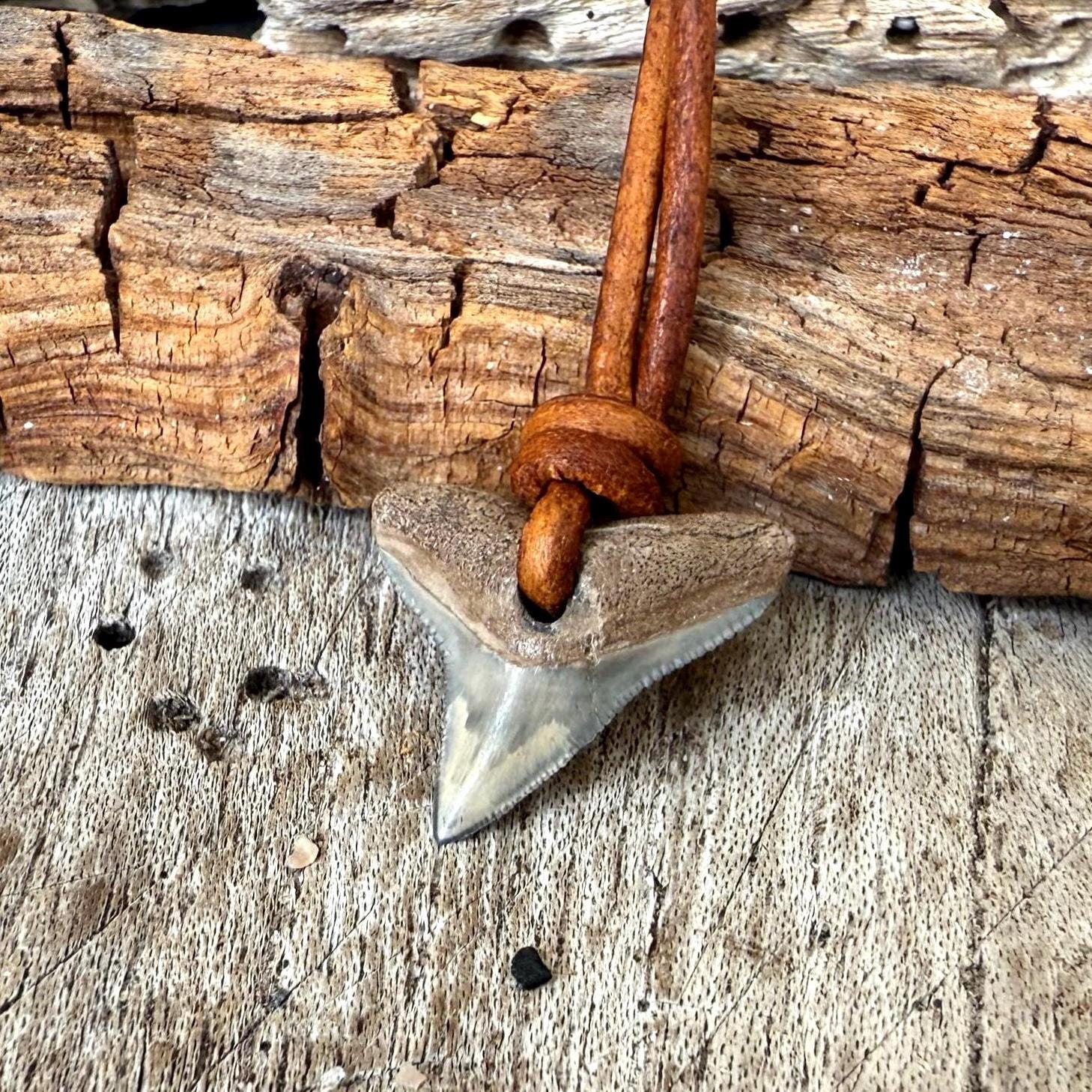 Bone Valley Bull Shark Tooth Necklace