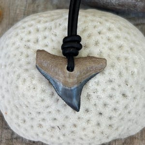 Shark Tooth Necklace