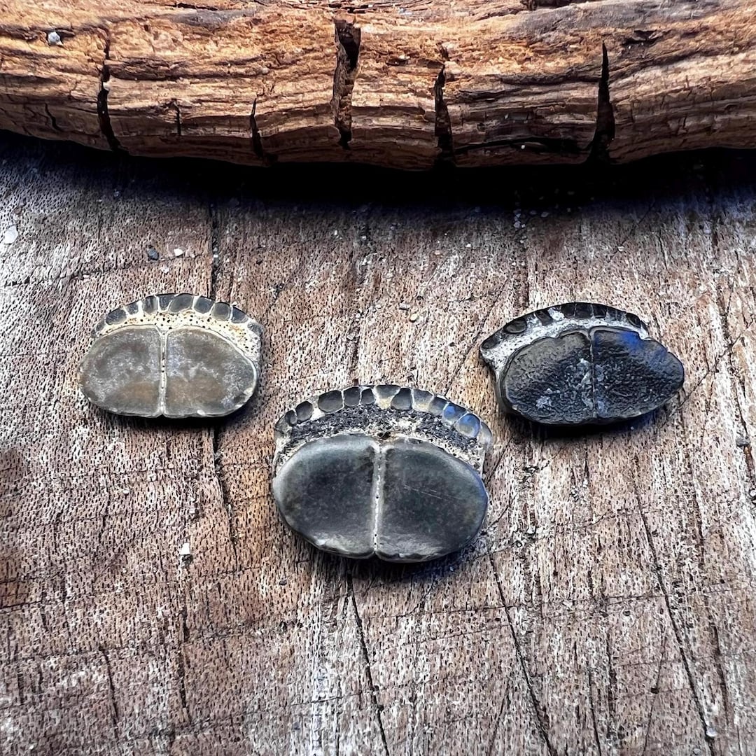 Pufferfish Mouthplate, 3 Fossil Fish Plates - Etsy