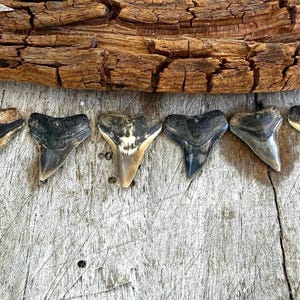 Bull Shark Teeth Singles , Juno Beach Shark Teeth
