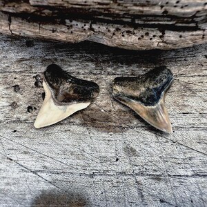 2 denti di squalo toro da Juno Beach, Florida