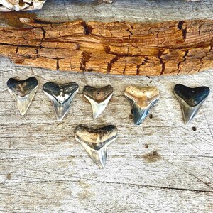 Denti di squalo toro singoli, denti di squalo di Juno Beach