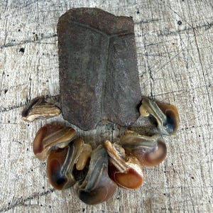 May include: A dark brown, rectangular fossilised fragment with a visible central vein pattern positioned above a collection of seven smooth, polished, translucent brown and tan agate stones arranged in a curved, semi-circular formation.