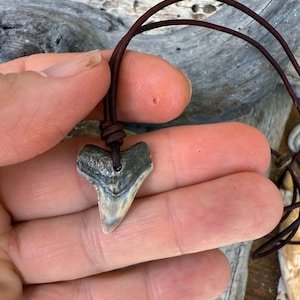 Bull Shark Tooth Necklace