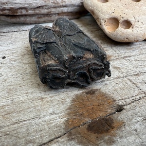 Fossilized Horse Tooth, Ice Age Horse Molar