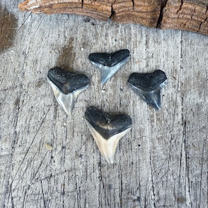 Juno Beach Shark Teeth (4)