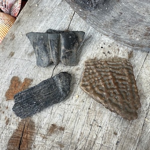 Fossile Schildkröten Panzer (3)
