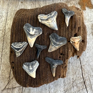 Bulk Surf-weathered Shark Teeth