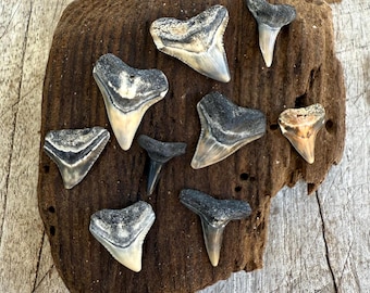 Bulk Surf-weathered Shark Teeth