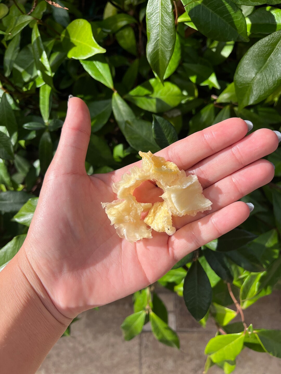 Beef Tripe for Dogs Etsy