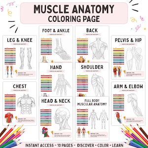 Peut inclure: Un ensemble de dix pages de coloriage éducatives intitulées Muscle Anatomy Coloring Page, présentant des dessins au trait en noir et blanc de parties du corps humain, notamment la jambe, le genou, le pied, la cheville, le dos, le bassin, la hanche et le bras.