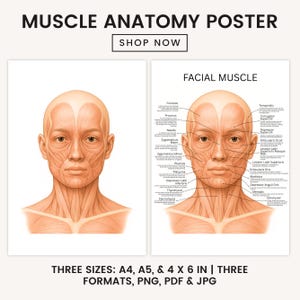 May include: Two anatomical posters. The left poster displays a frontal view of the head and neck muscles. The right poster shows a detailed diagram of facial muscles with labels. The text "MUSCLE ANATOMY POSTER" and "SHOP NOW" are at the top. Available in A4, A5, and 4 x 6 inches.