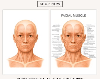 Face & Neck Muscles Anatomy Chart Poster, Dermatologist, Esthetician Clinic Decor, Medical Wall Art, Botox Guide, Filler Guide, Medspa