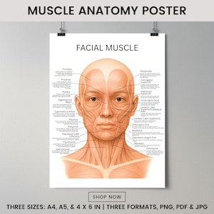 Puede incluir: Un póster titulado "Muscle Anatomy Poster" con una ilustración detallada de los músculos faciales. El póster presenta diagramas etiquetados de músculos como el Frontalis, Orbicularis Oculi y Zygomaticus Major. El póster está disponible en tres tamaños: A4, A5 y 10 x 15 cm.