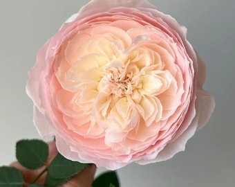 Mon Coeur 我的心モン クゥール Fragrance. Japanese Rose Continue