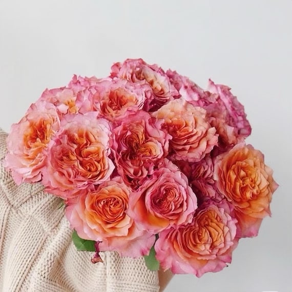 Free spirit. Fragrance cut rose. 火灵鸟