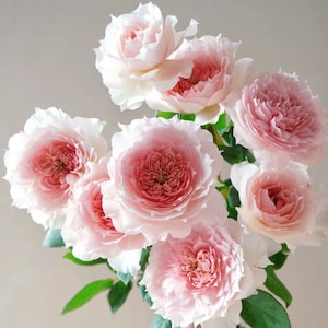 Rose Monique Darve 莫妮卡戴维, Pink Juliet Style Flowers