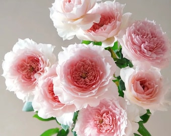 May include: A bouquet of pale pink roses with ruffled petals. The roses are arranged in a cluster, with the stems visible.