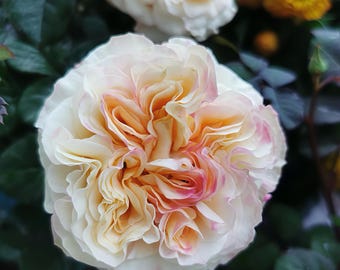 Stylist. 造型师 Cut rose. Rose plant in pot.