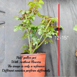 May include: A rose plant in a half-gallon pot, with green leaves and stems. The plant is approximately 12-15 inches tall. The image is a reference, and different varieties perform differently.